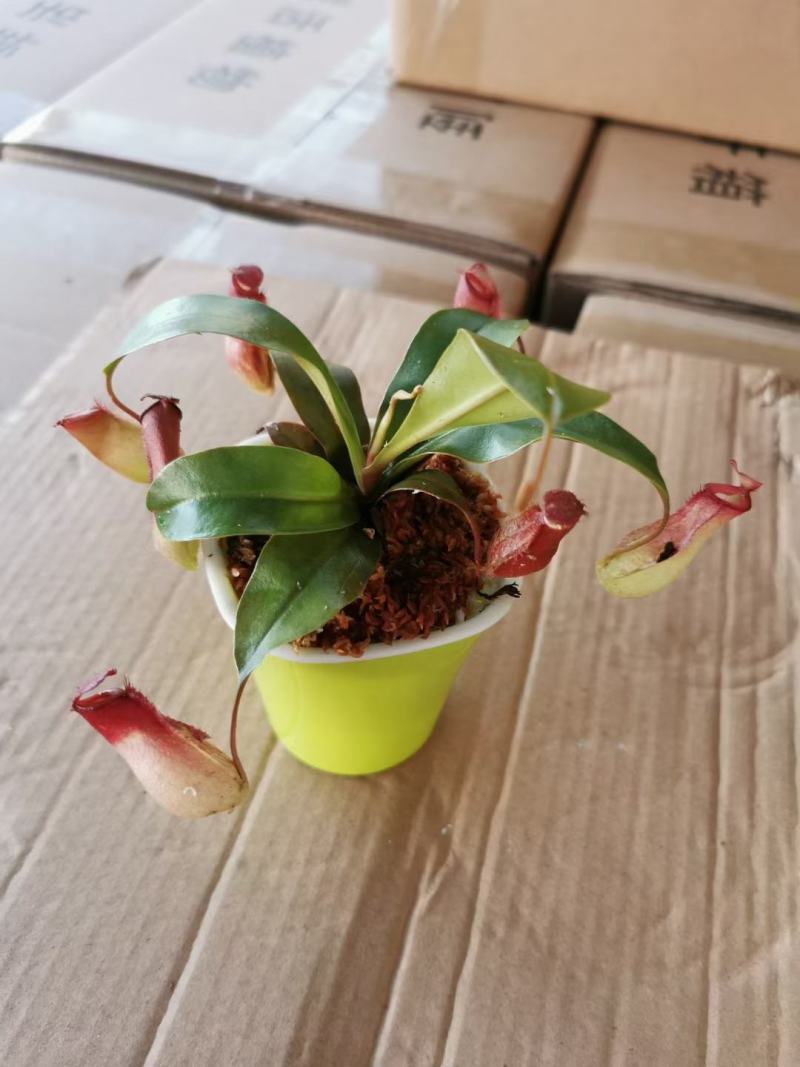 猪笼草