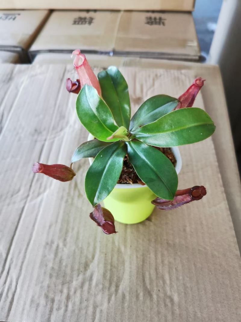猪笼草