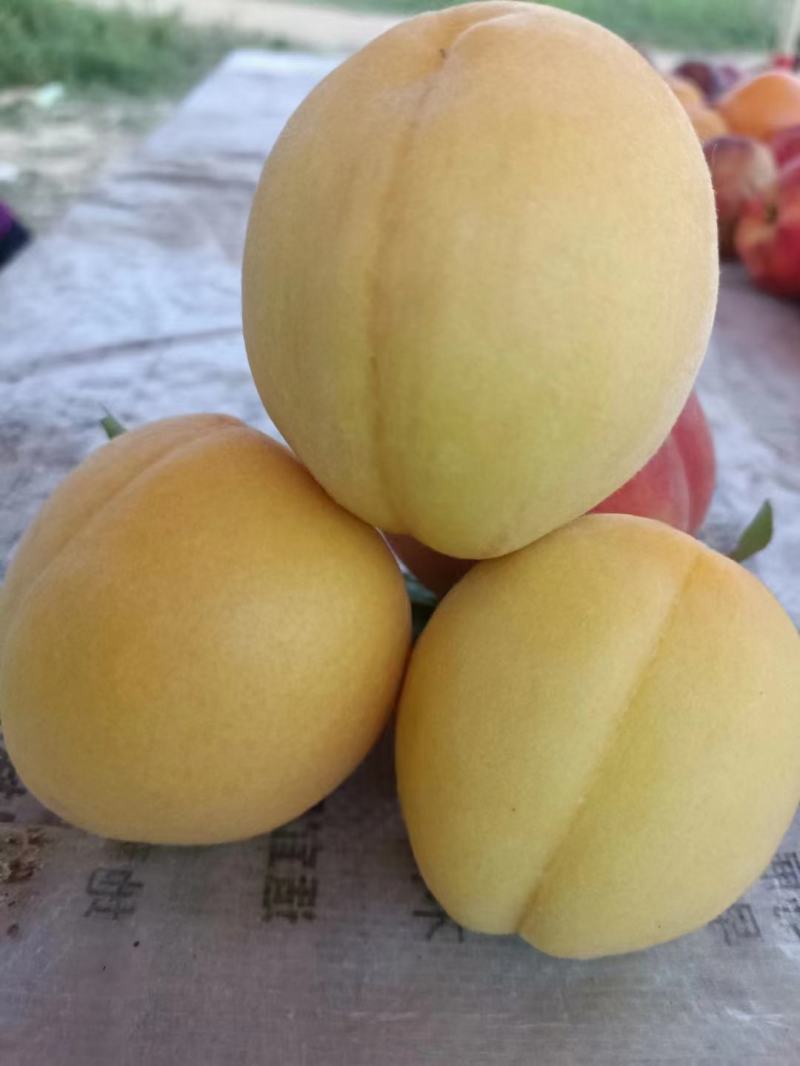 脆纯甜黄桃，品质过硬，皮毛口感都好，保质保量保口感