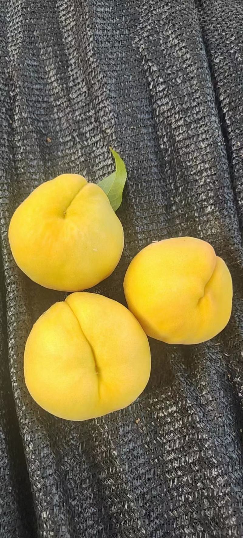 脆纯甜黄桃，品质过硬，皮毛口感都好，保质保量保口感