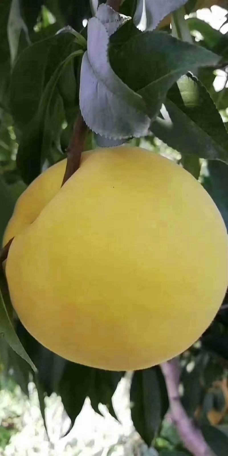 脆纯甜黄桃，品质过硬，皮毛口感都好，保质保量保口感