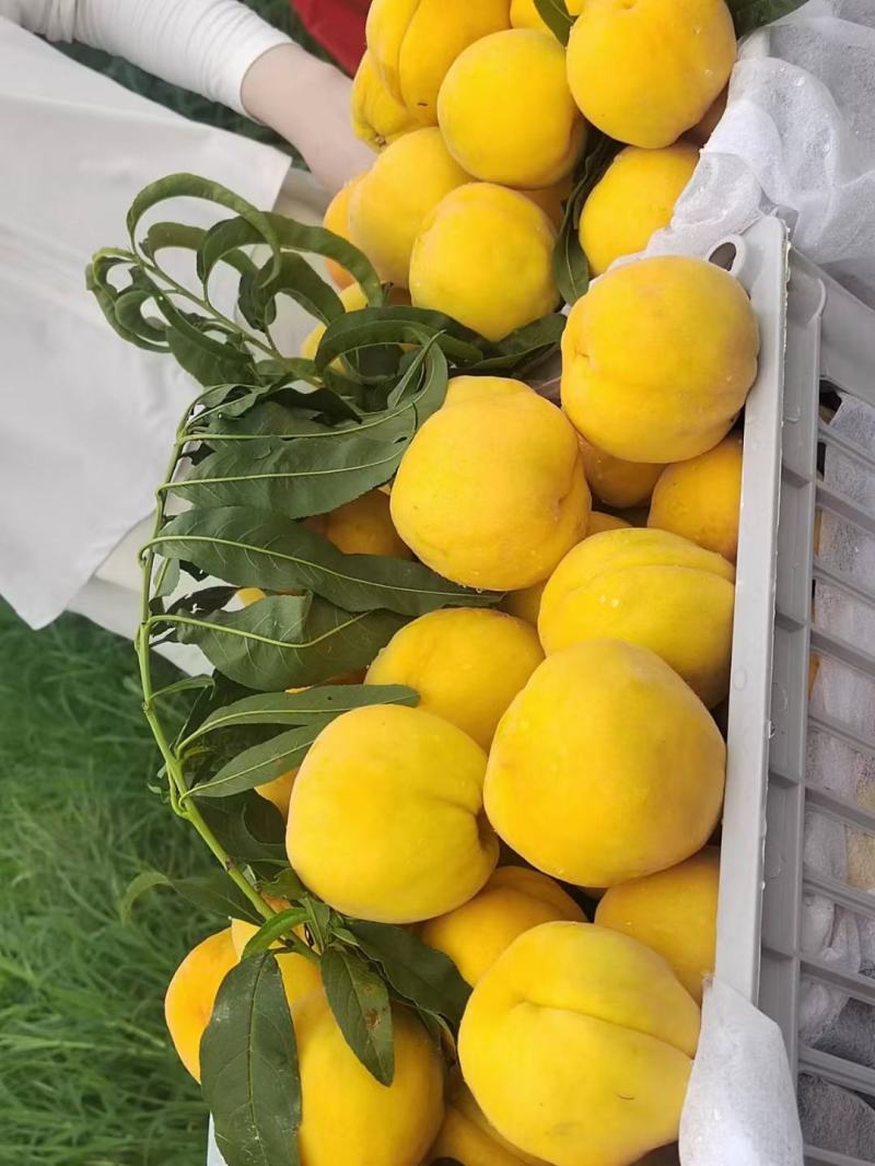 脆纯甜黄桃，品质过硬，皮毛口感都好，保质保量保口感