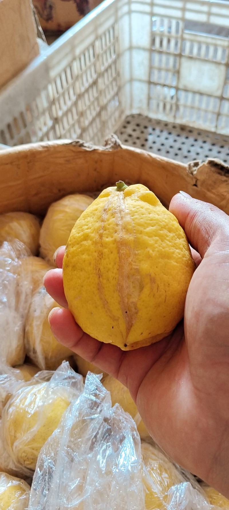 安岳黄柠檬一件代发丑果，榨汁果