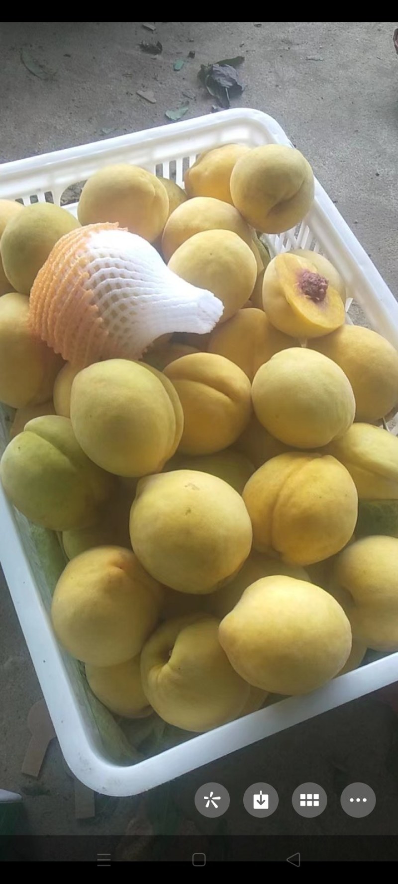 锦绣黄桃