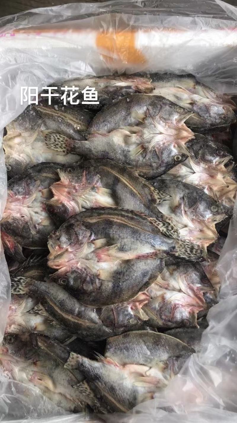 阳干鱼