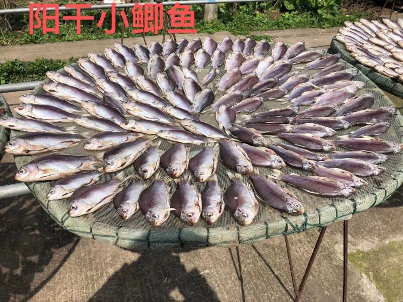阳干鱼