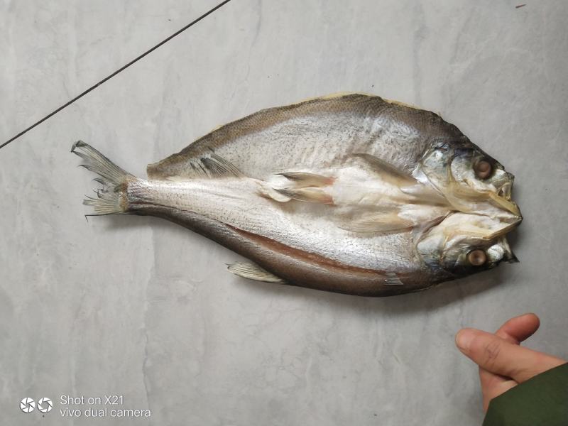 阳干鱼