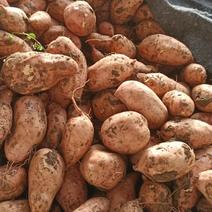 龙九，西瓜红红薯大量上市中，基地货，质量保证