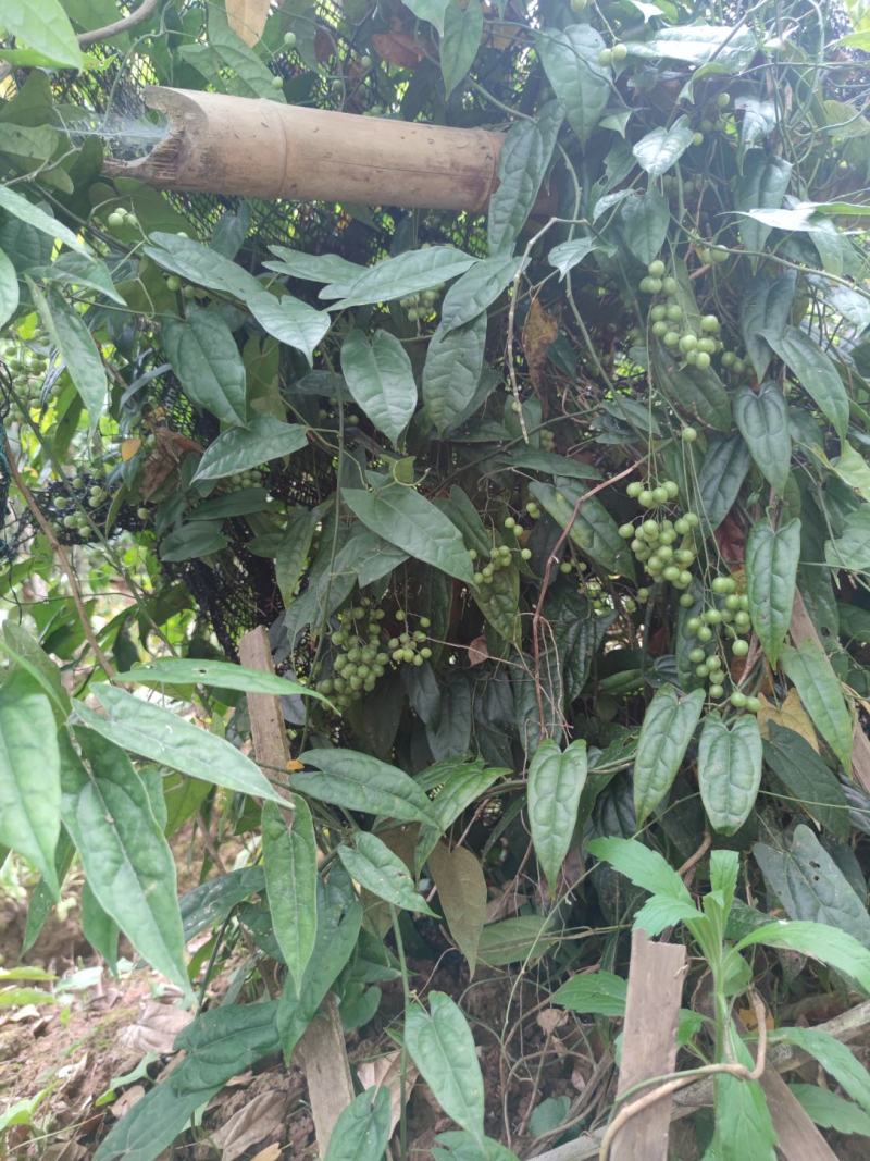 四川南充金果榄苗苗产地直发种植大户一手货源