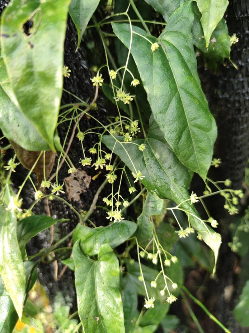 四川南充金果榄苗苗产地直发种植大户一手货源