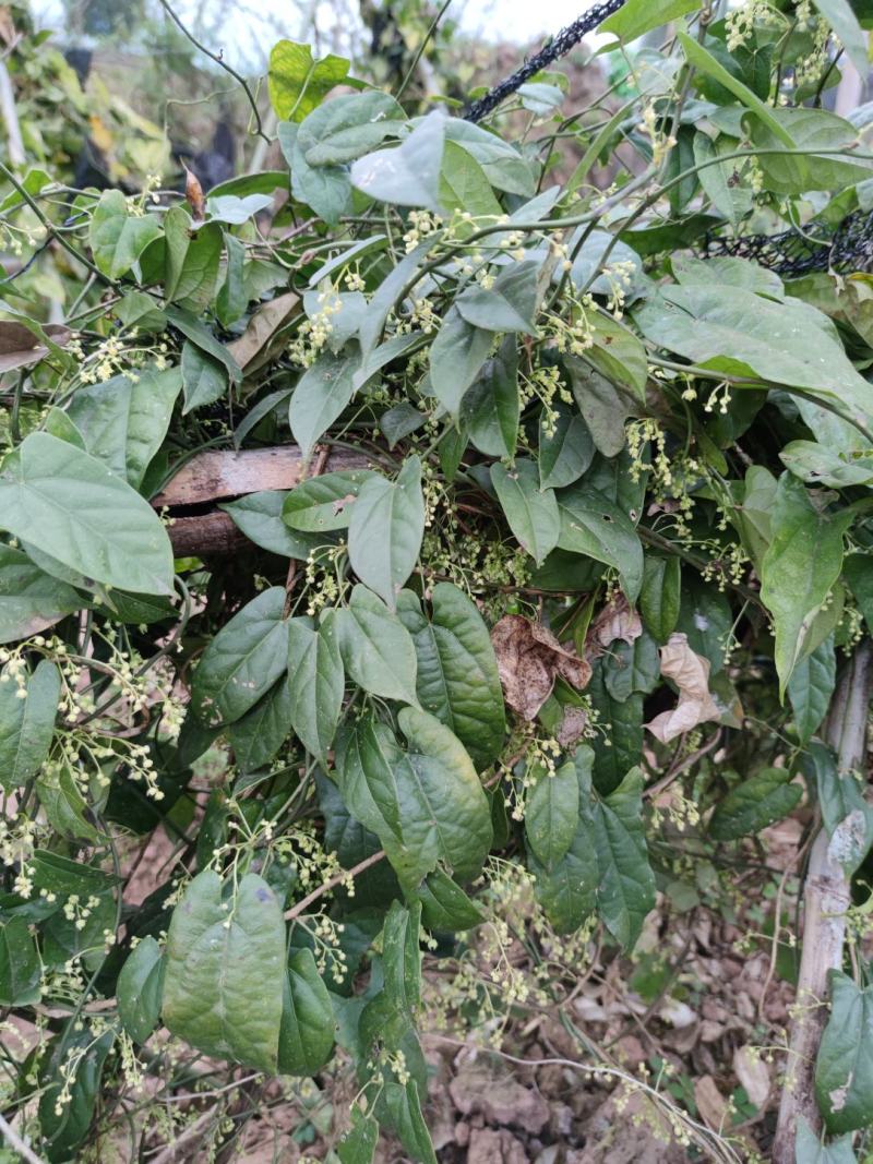 四川南充金果榄苗苗产地直发种植大户一手货源