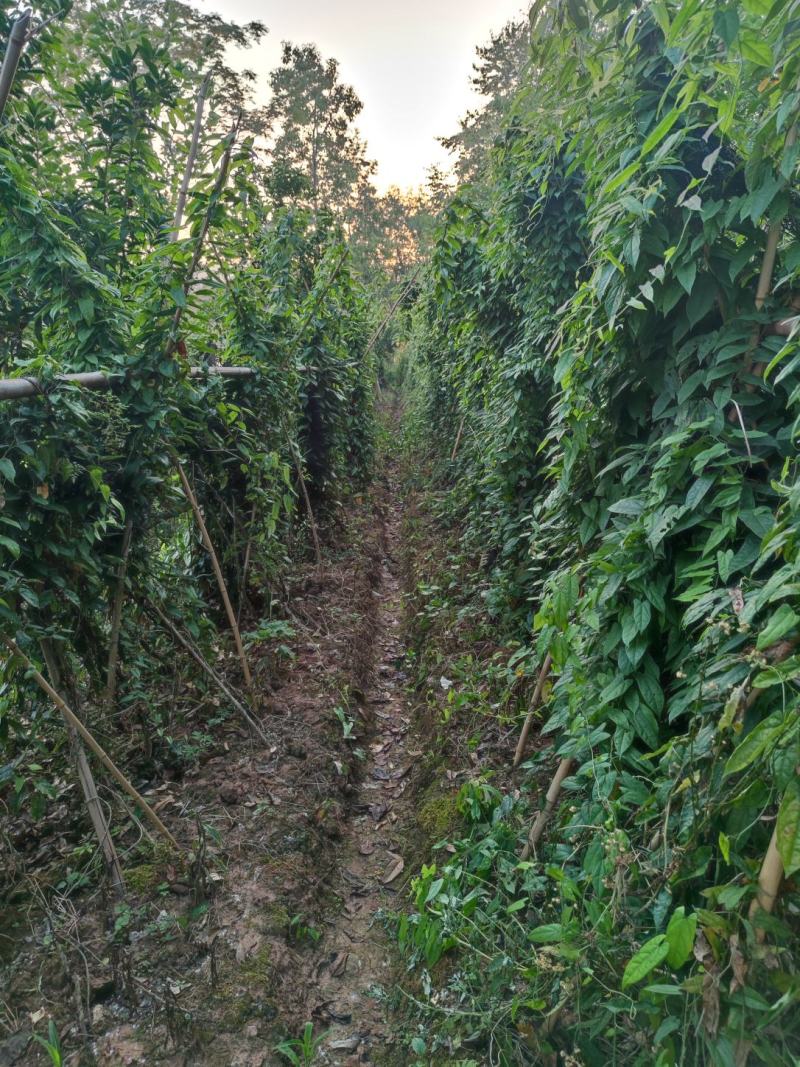 四川南充金果榄苗苗产地直发种植大户一手货源