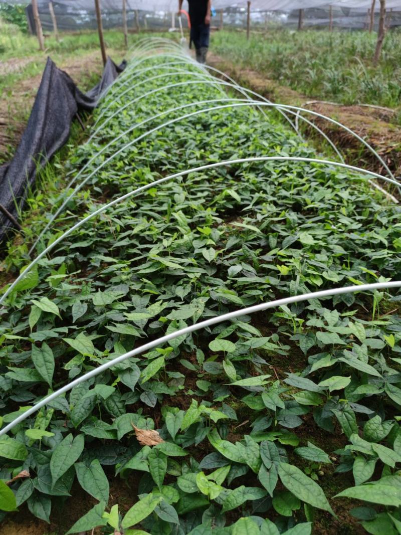 四川南充金果榄苗苗产地直发种植大户一手货源