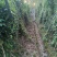四川南充金果榄苗苗产地直发种植大户一手货源
