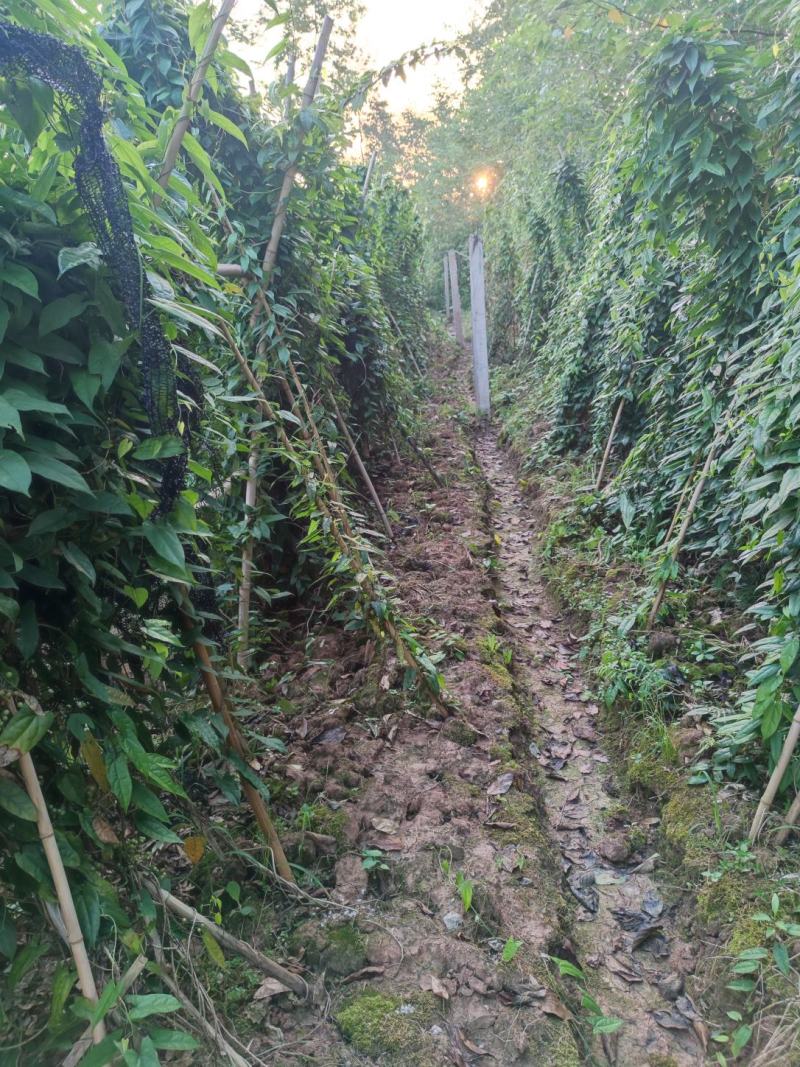 四川南充金果榄苗苗产地直发种植大户一手货源