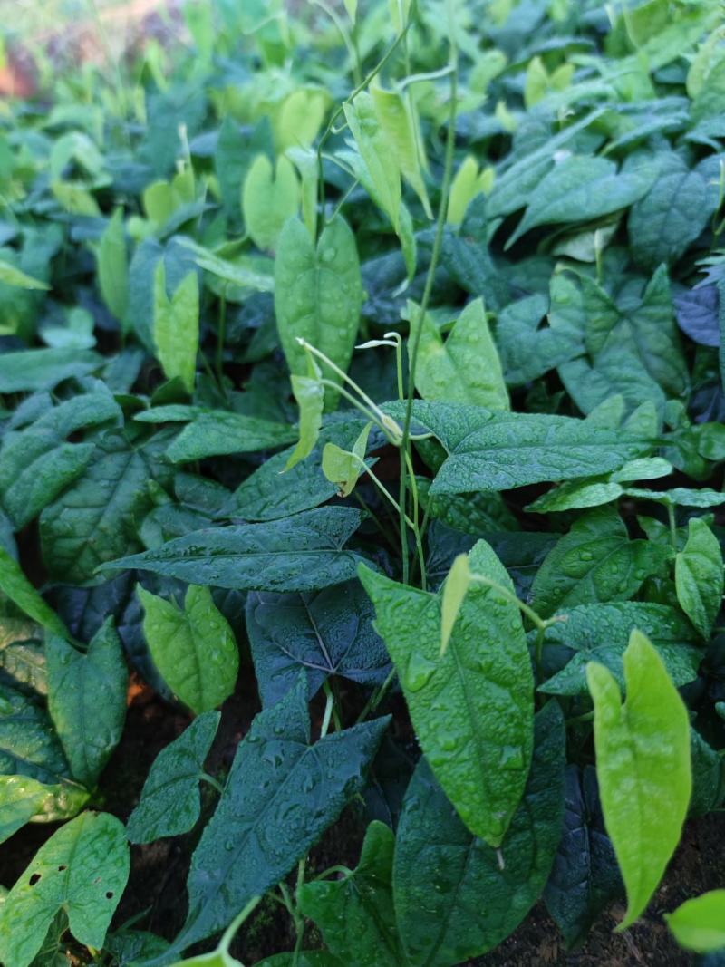 四川南充金果榄苗苗产地直发种植大户一手货源
