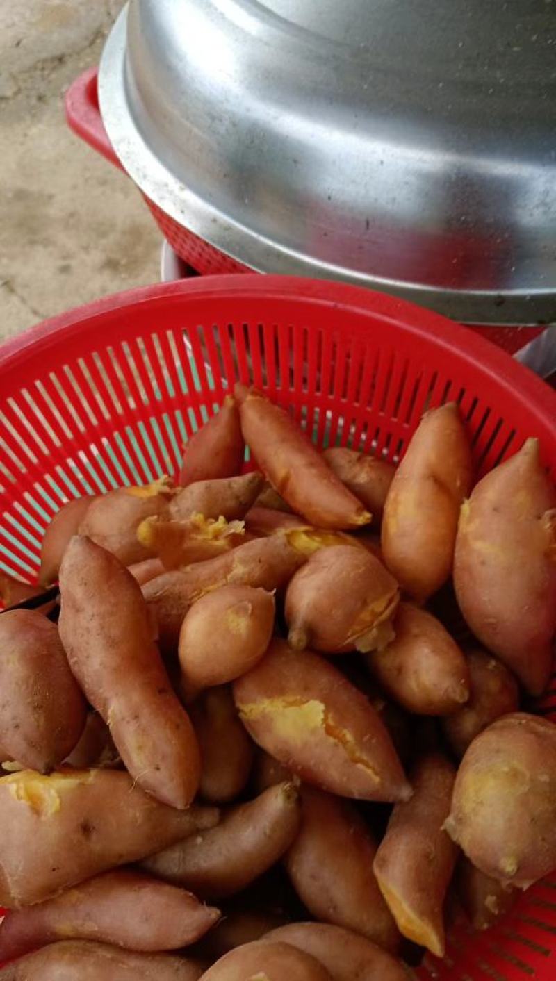 龙九，西瓜红红薯大量上市中，基地货，质量保证