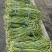 【热卖榜单】精品长豆角全国接单货源充足价格美丽