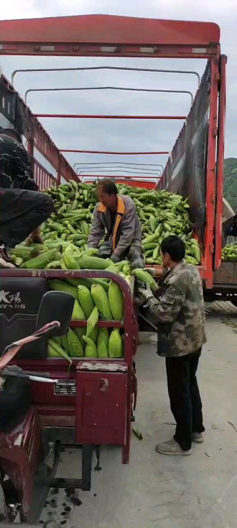 高山精品水果甜玉米