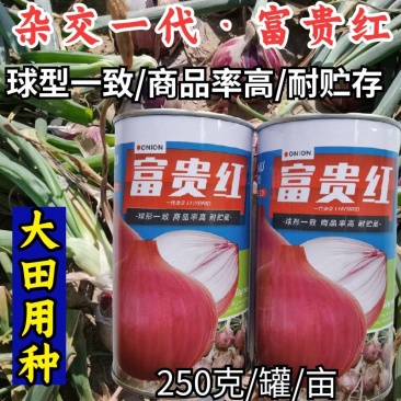 欧兰德富贵红洋葱种子杂交一代中早熟紫红皮圆葱洋葱种子