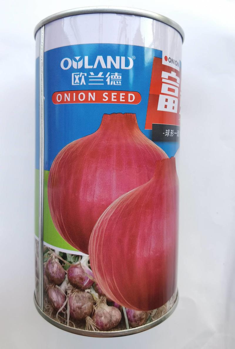 欧兰德富贵红洋葱种子杂交一代中早熟紫红皮圆葱洋葱种子