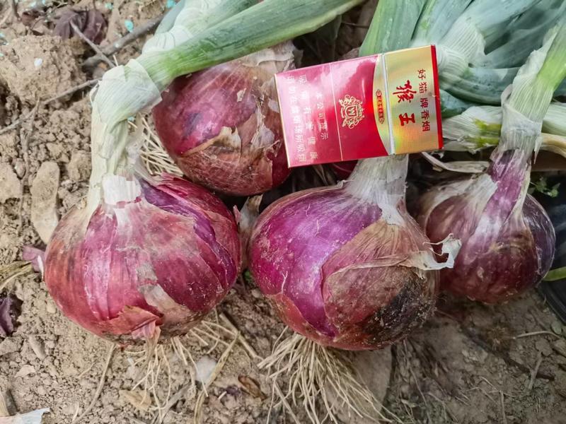 欧兰德富贵红洋葱种子杂交一代中早熟紫红皮圆葱洋葱种子