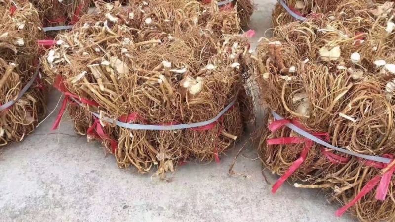 广东本地无硫全干五指毛桃，奶香味浓郁，产地直发大量批发