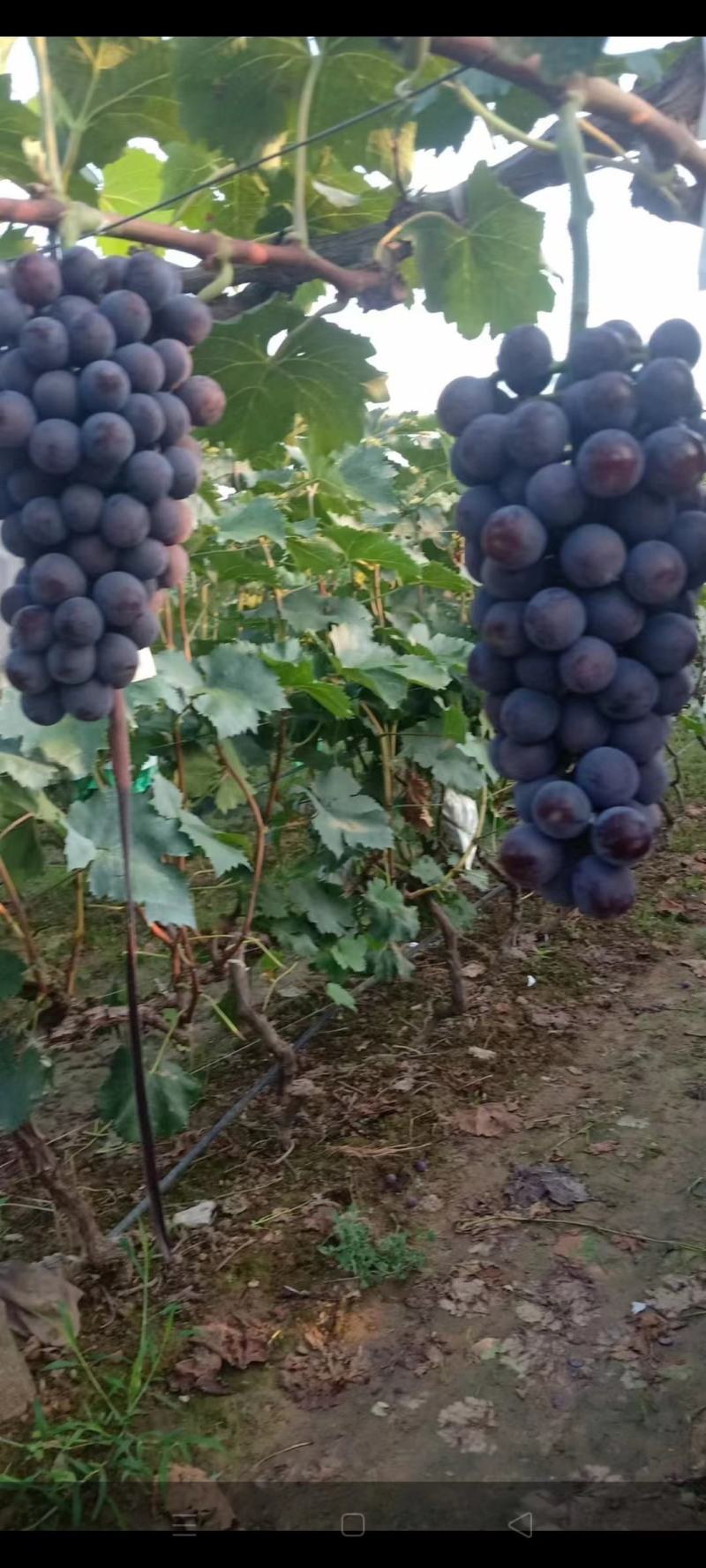 【精选】万亩精品夏黑葡萄夏黑个头均匀代办代发鲜货供应