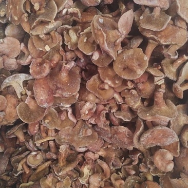 野生菌