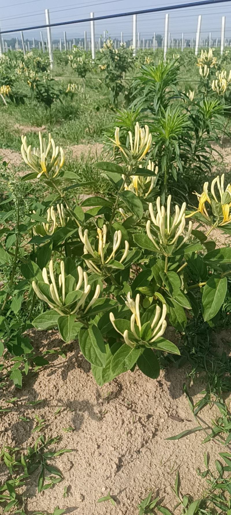 金银花