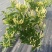 金银花