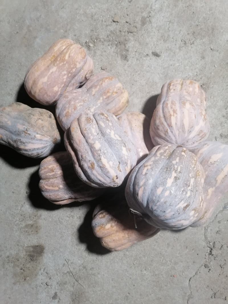 金香南瓜，千亩基地有要的老板欢迎来电或留言，