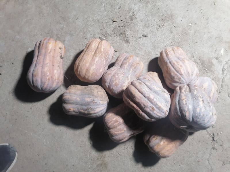 金香南瓜，千亩基地有要的老板欢迎来电或留言，