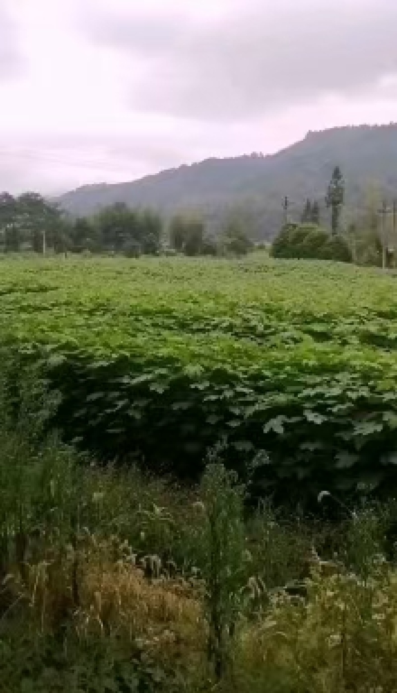 桐油苗，五倍子苗，钩藤苗，木姜子苗