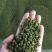 青花椒一手货源，量大从优，产地直销欢迎各位老板来买