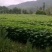 桐油苗，五倍子苗，钩藤苗，木姜子苗