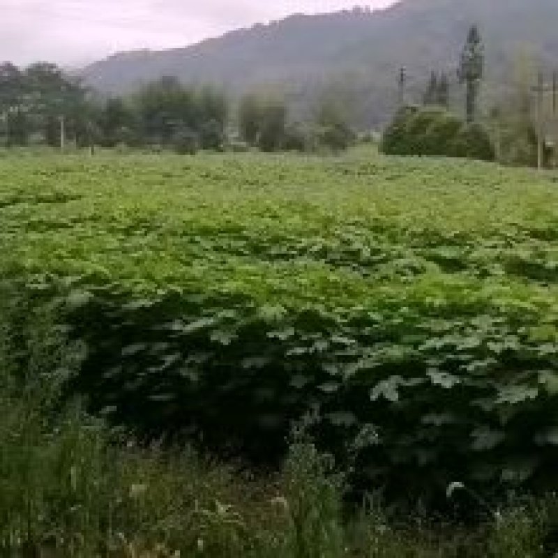 桐油苗，五倍子苗，钩藤苗，木姜子苗
