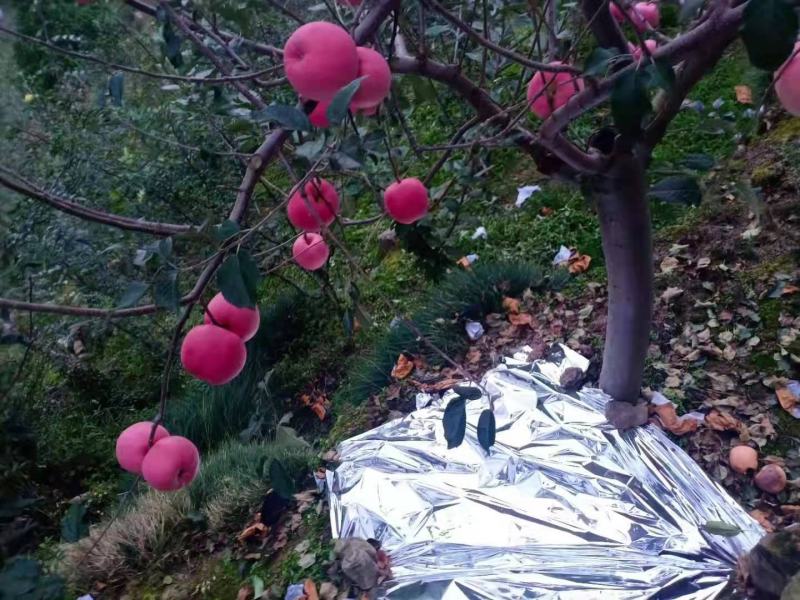 红富士，一手货源产地直发欢迎各位老板来捧场