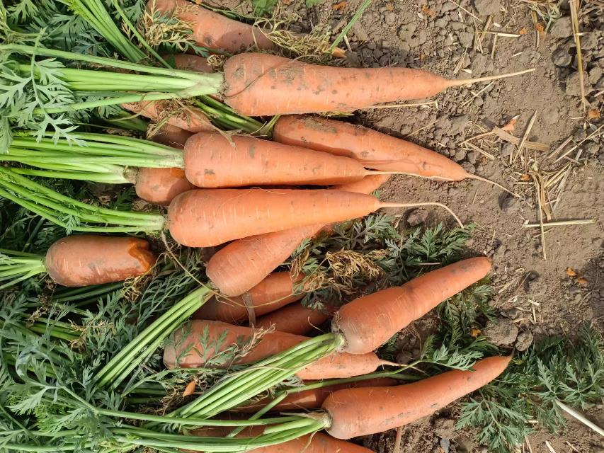 三红胡萝卜田间生长实景：初秋阳光下连片胡萝卜田，植株葱郁挺拔，红紫色肉质根半露于疏松棕黑色土壤表面，部分根部已膨大显形，叶面偶有晨露反光，远处可见农户弯腰采收剪缨
