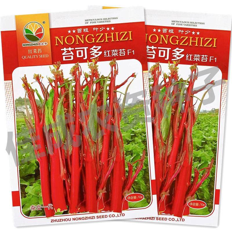 杂交小叶红菜苔种子苔可多65天苔多脆嫩丰产抗病高。