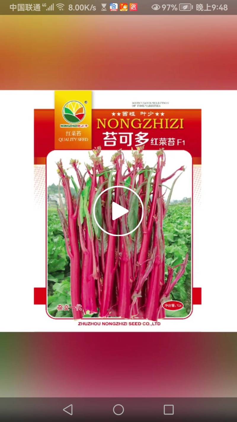 杂交小叶红菜苔种子苔可多65天苔多脆嫩丰产抗病高。