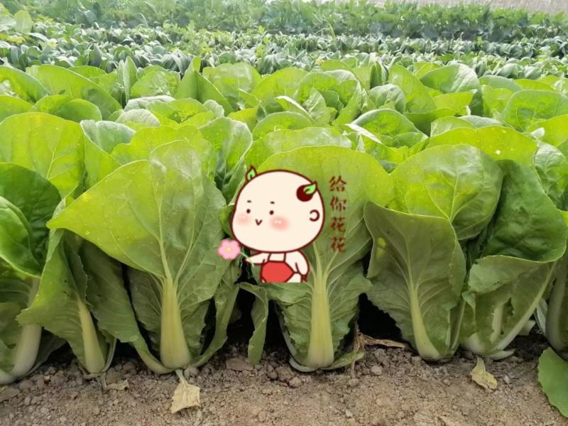 速腾8号四季速生小白菜种子无毛无刺脆甜无筋不易失水耐湿热