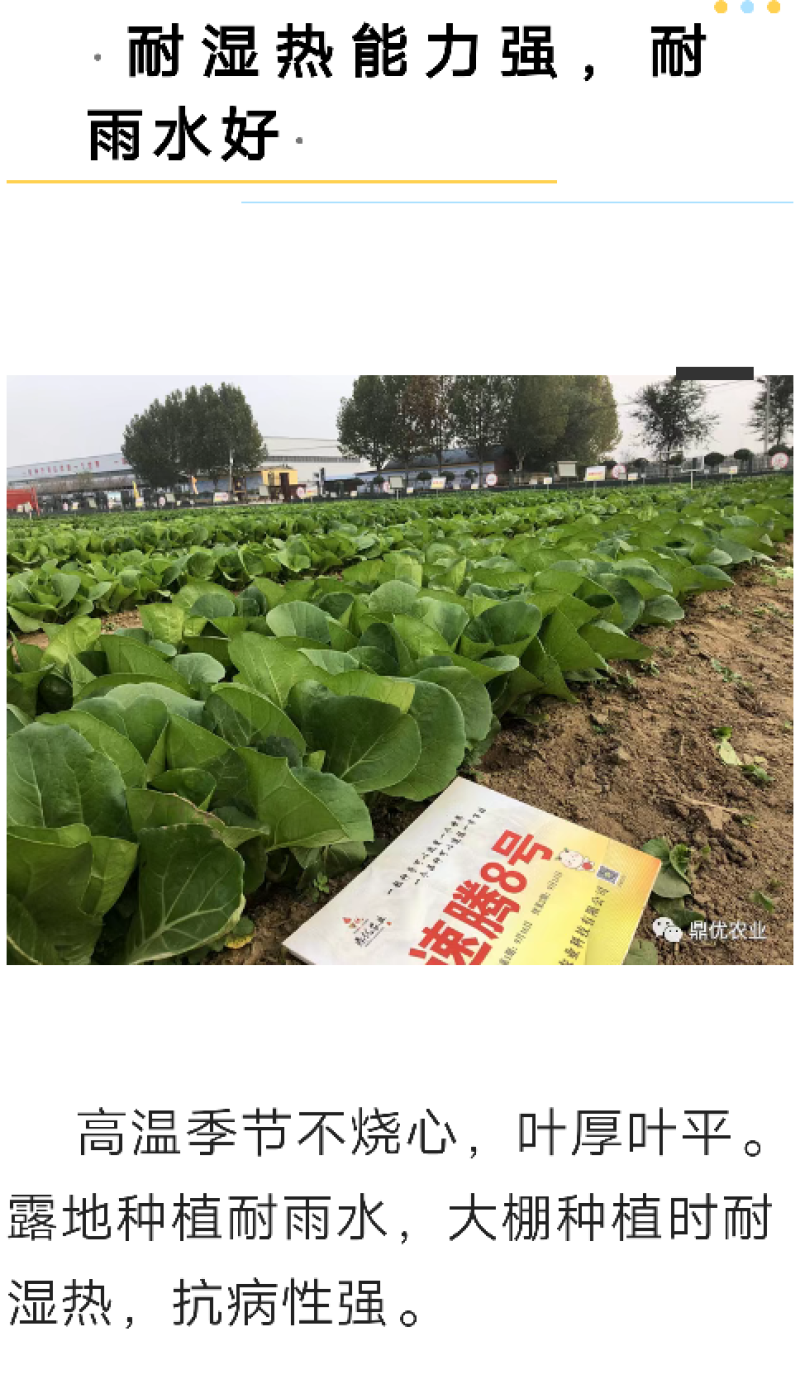 速腾8号四季速生小白菜种子无毛无刺脆甜无筋不易失水耐湿热