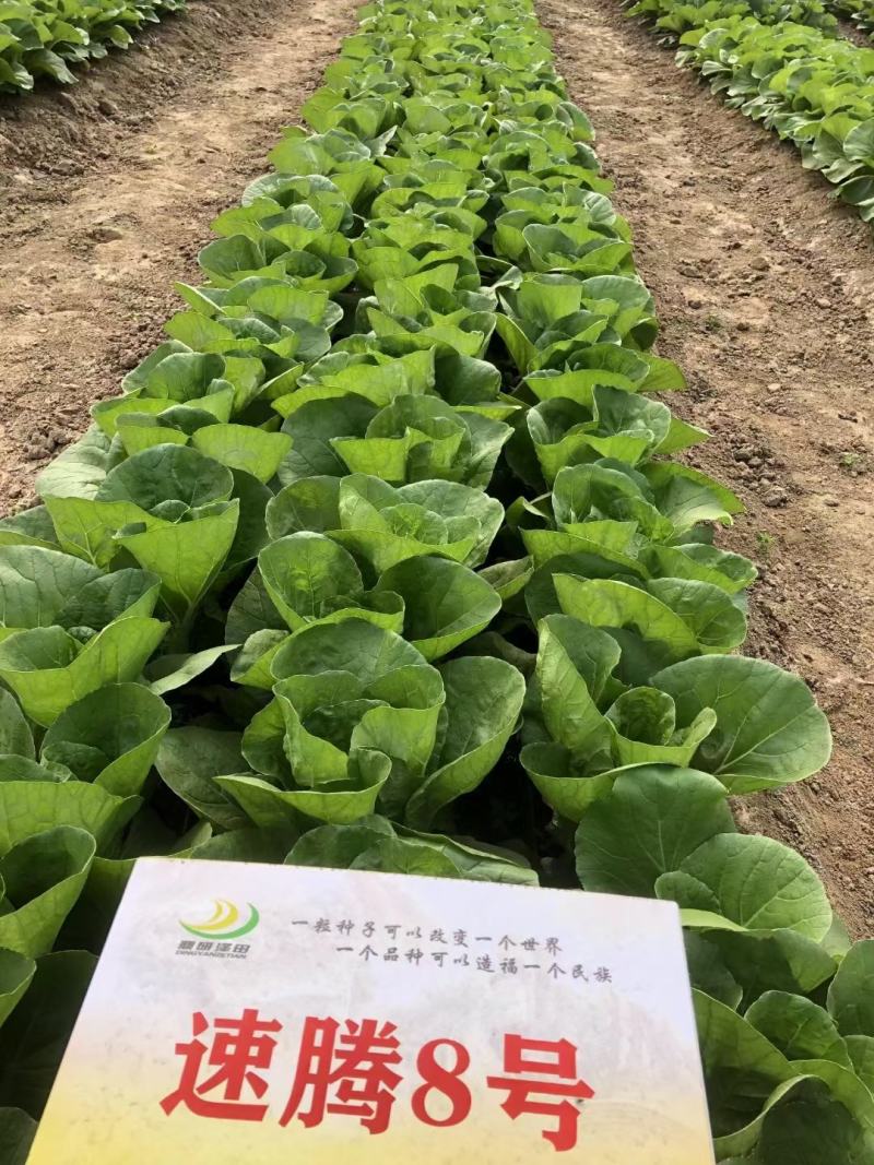 速腾8号四季速生小白菜种子无毛无刺脆甜无筋不易失水耐湿热