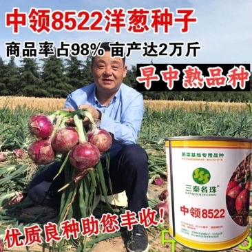 中领8522洋葱种子紫皮扁圆中早熟高产辣甜脆亩产上万斤