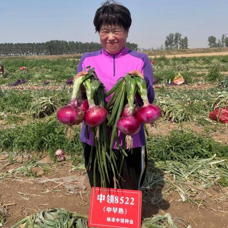 中领8522洋葱种子紫皮扁圆中早熟高产辣甜脆亩产上万斤