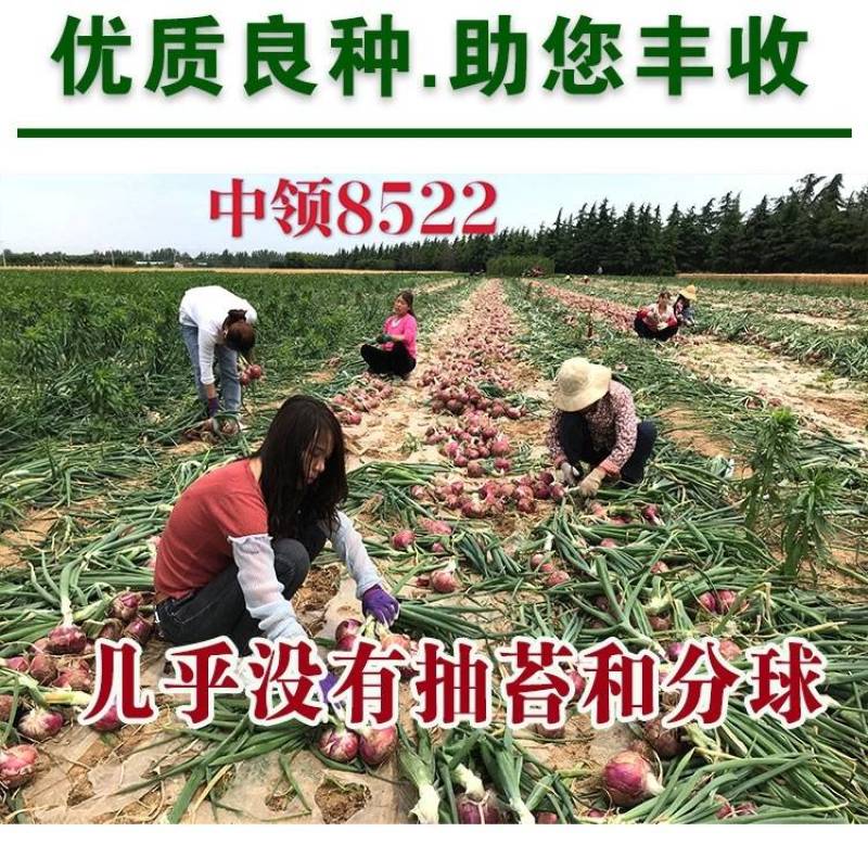 中领8522洋葱种子紫皮扁圆中早熟高产辣甜脆亩产上万斤