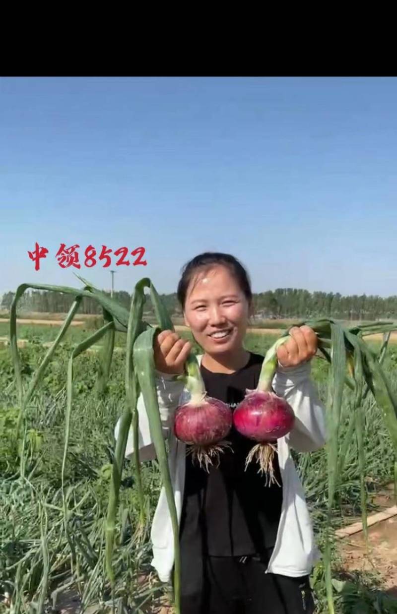 中领8522洋葱种子紫皮扁圆中早熟高产辣甜脆亩产上万斤