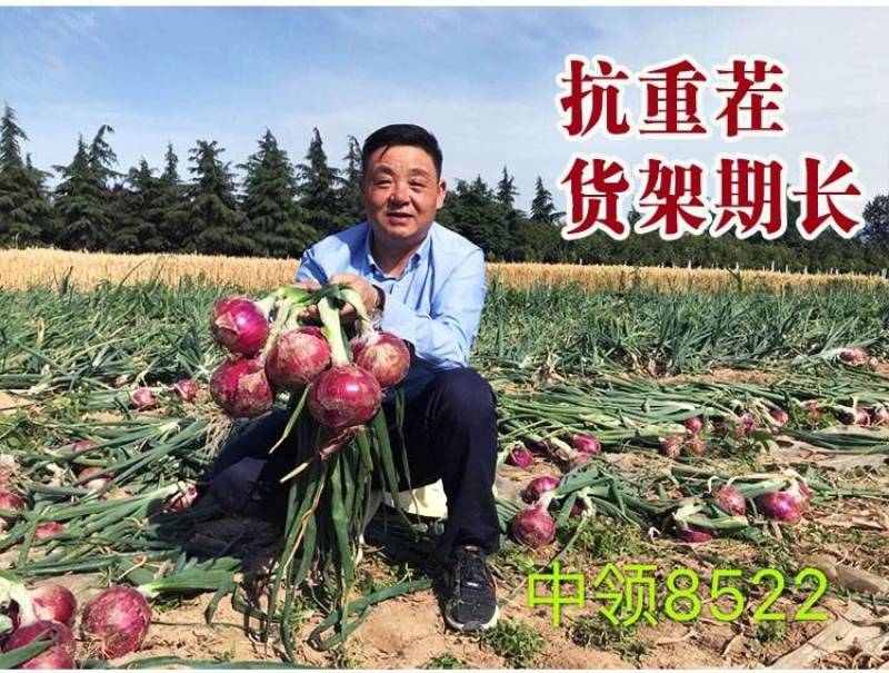 中领8522洋葱种子紫皮扁圆中早熟高产辣甜脆亩产上万斤