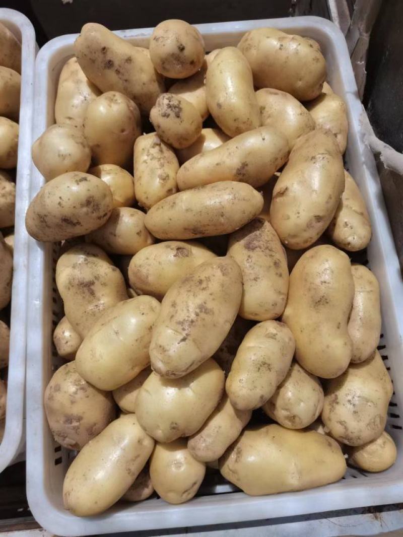 土豆荷兰十五土豆黄皮黄心土豆全国发货